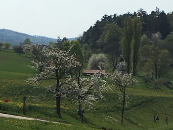 Les croix au milieux des arbres fleuries