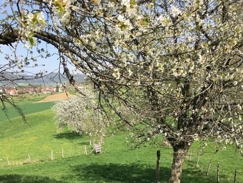 Les arbres qui nous montrent que nous sommes au printemps
