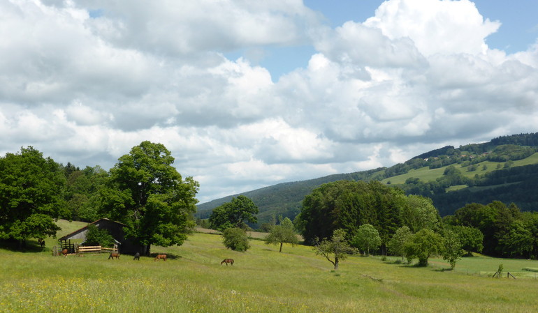 balade en Haute-Ajoie au mois de juin