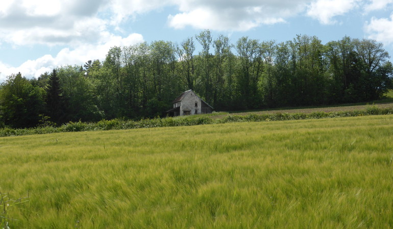 balade en Haute-Ajoie au mois de juin