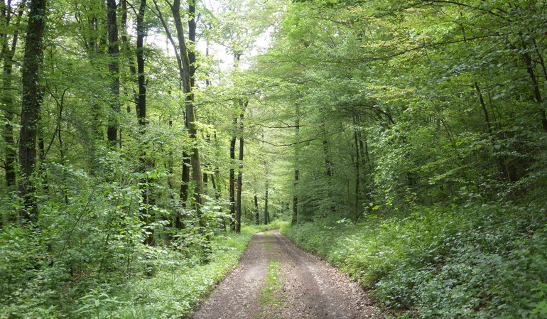 balade en Haute-Ajoie au mois de juin