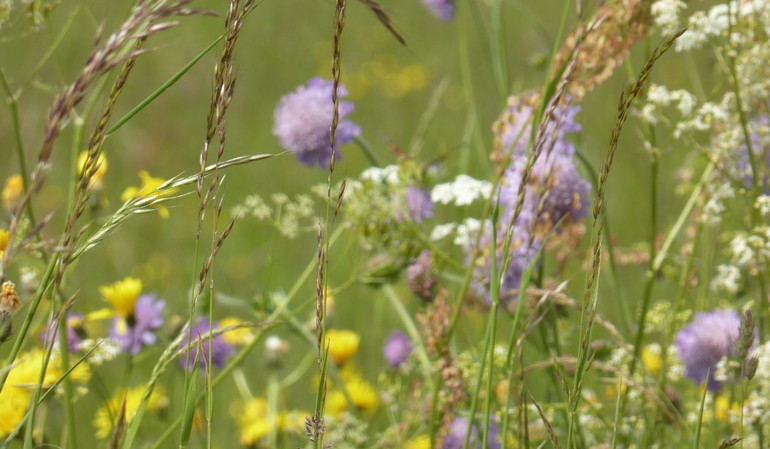 balade en Haute-Ajoie au mois de juin