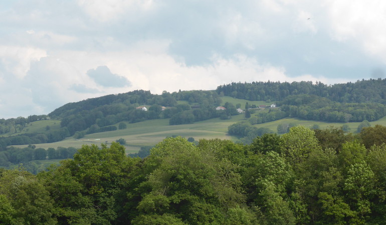 balade en Haute-Ajoie au mois de juin