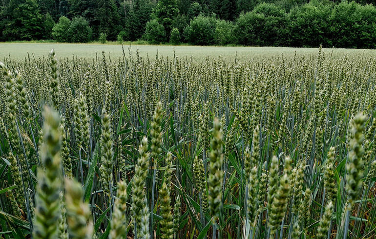 Nature : Retour aux Sources